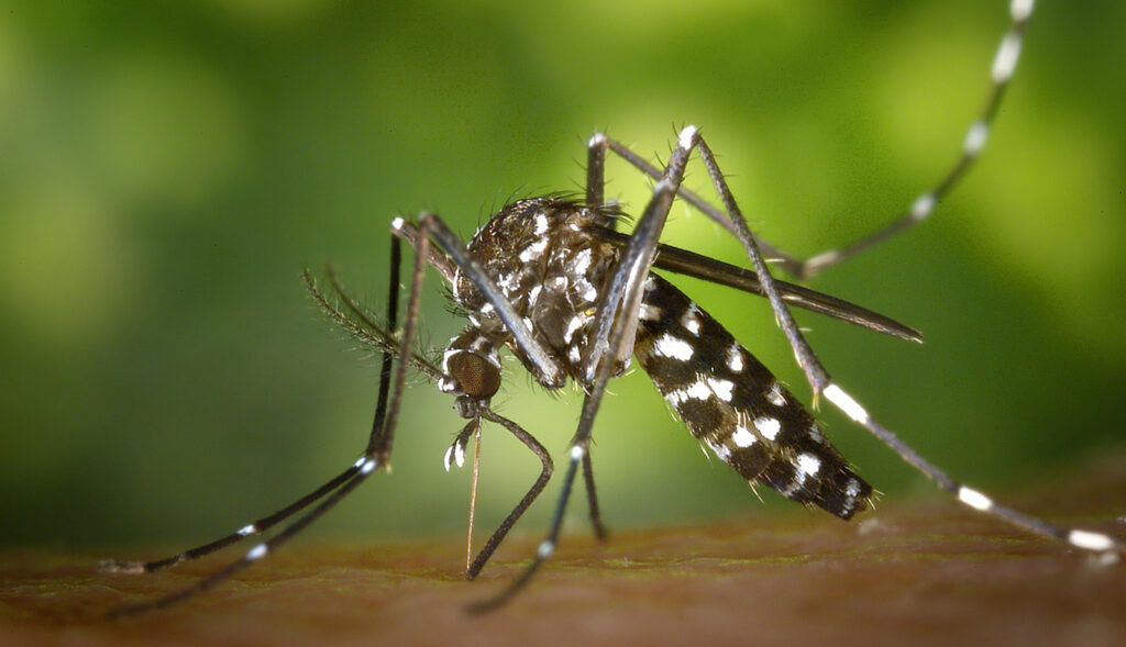 蚊の生息地と習性