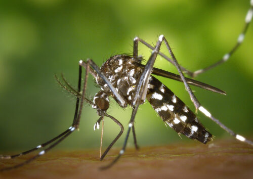 蚊の生息地と習性